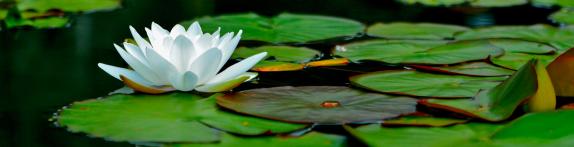 Namaste der Seelenwelt