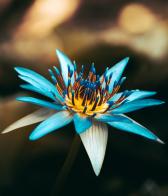 Blume