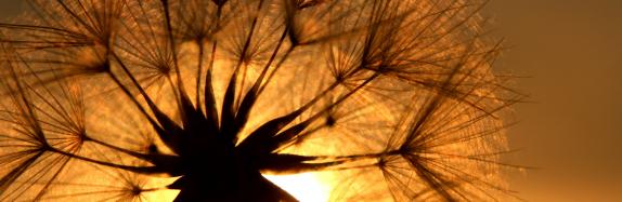 Namaste der Seelenwelt